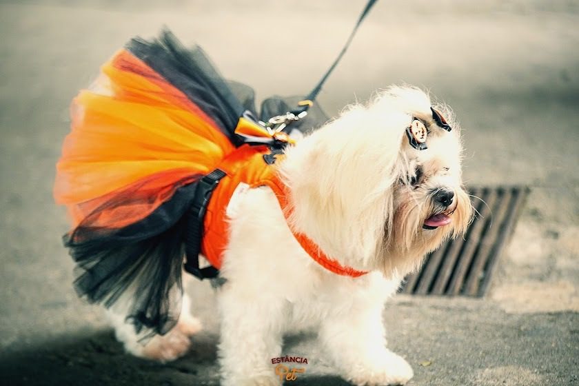 Estância Pet Especial Halloween