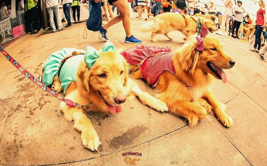 Estância Pet Especial Halloween