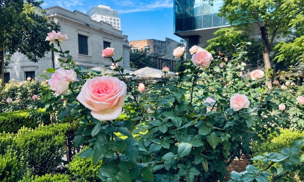 Jardim do Museu Casa das Rosas